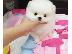 PoulaTo: Pomeranian mini
